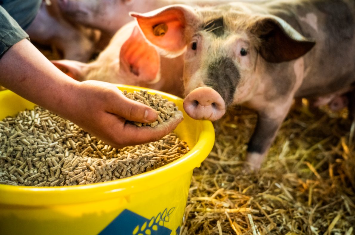 Dierenwelzijn voorop Dierenwelzijn voorop